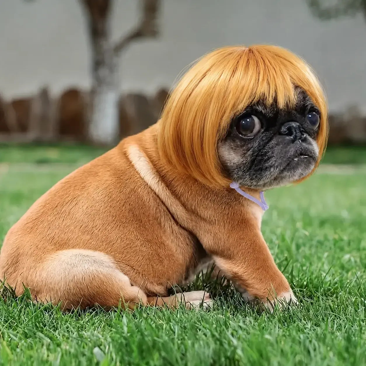 Adorable Appearance Pet Short Hair Wig Headband - Cute and Playful All Seasons Fun Accessory for Dogs & Cats, Valentine's Day Gift