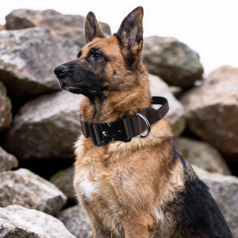 Adjustable Fit Dog Collar for Medium to Large Dogs, German Shepherd Accessories, High-Strength Metal Buckle, Tactical Training Collar, Durable Material Pet Accessory